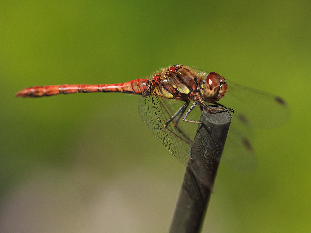 Sympetrum striolatum Common darter Bruinrode heidelibel